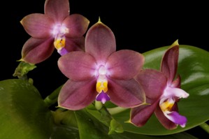 Phalaenopsis Princess Kaiulani fma coerulea Sapphire's Grape JC/AOS